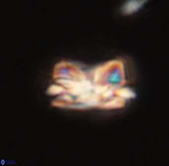 Asinithistimorfi aubryae 57681