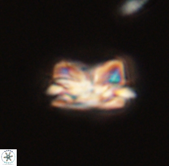 Asinithistimorfi aubryae 57681