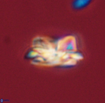 Asinithistimorfi aubryae 57682