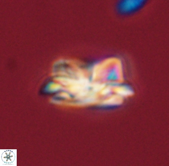 Asinithistimorfi aubryae 57682
