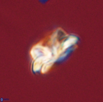 Asinithistimorfi aubryae 57683