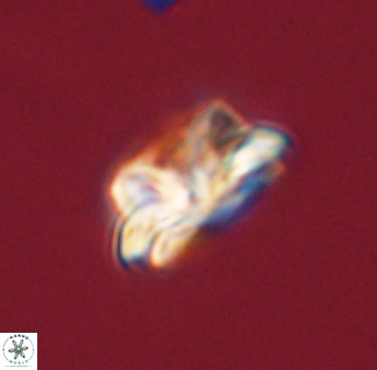 Asinithistimorfi aubryae 57683