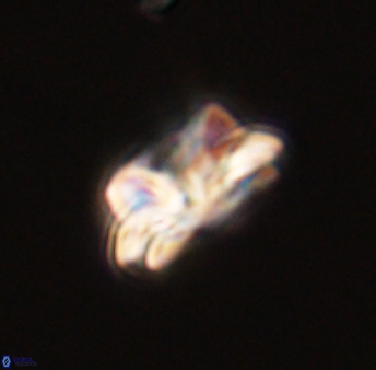 Asinithistimorfi aubryae 57684