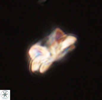 Asinithistimorfi aubryae 57684