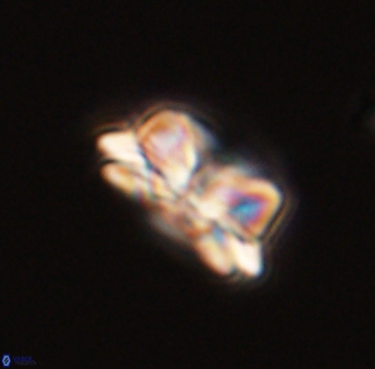 Asinithistimorfi aubryae 57685