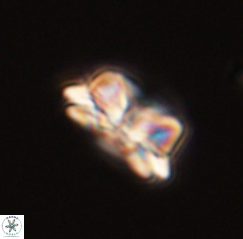 Asinithistimorfi aubryae 57685