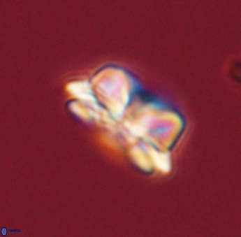 Asinithistimorfi aubryae 57686