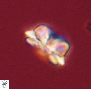 Asinithistimorfi aubryae 57686