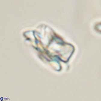Asinithistimorfi aubryae 57687