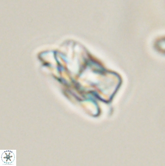 Asinithistimorfi aubryae 57687