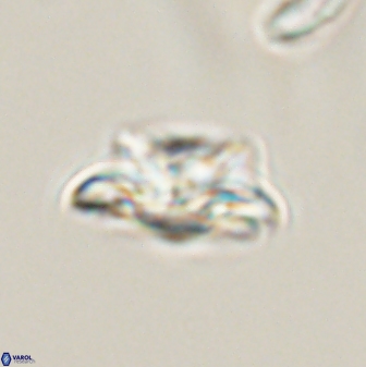 Asinithistimorfi aubryae 57688