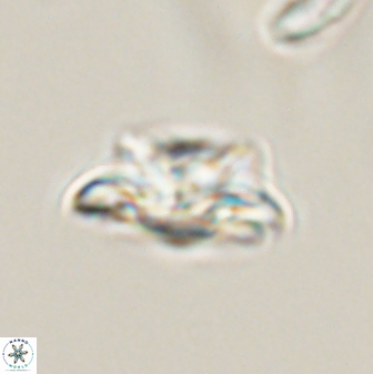 Asinithistimorfi aubryae 57688