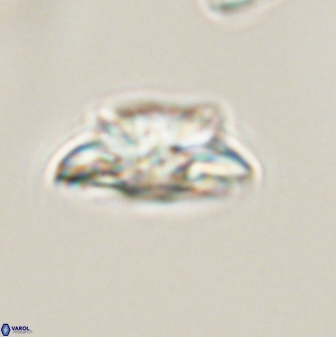 Asinithistimorfi aubryae 57689