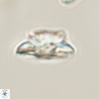 Asinithistimorfi aubryae 57689