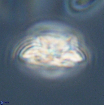 Asinithistimorfi aubryae 57690