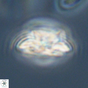 Asinithistimorfi aubryae 57690