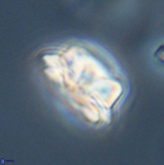 Asinithistimorfi aubryae 57691