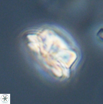 Asinithistimorfi aubryae 57691