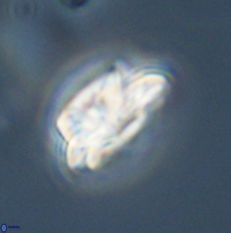 Asinithistimorfi aubryae 57692