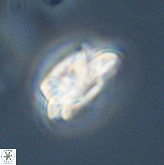 Asinithistimorfi aubryae 57692