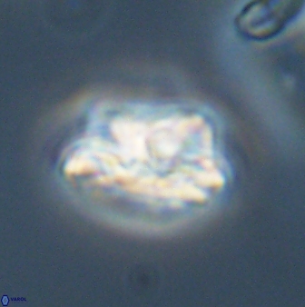 Asinithistimorfi aubryae 57693