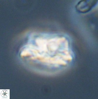 Asinithistimorfi aubryae 57693