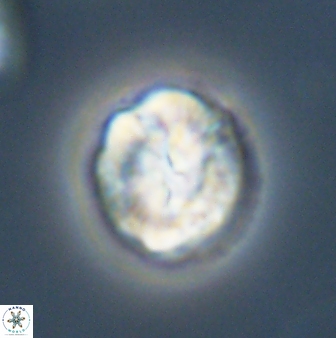 Asinithistimorfi aubryae 57694