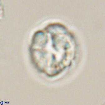 Asinithistimorfi aubryae 57695