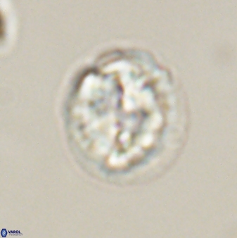 Asinithistimorfi aubryae 57696