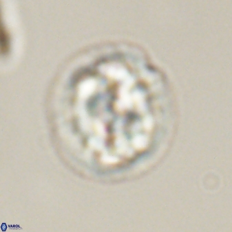Asinithistimorfi aubryae 57697
