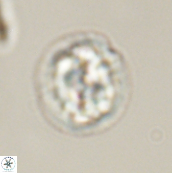 Asinithistimorfi aubryae 57697