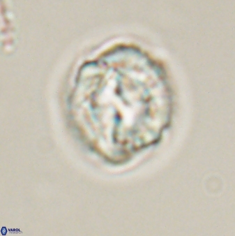 Asinithistimorfi aubryae 57698