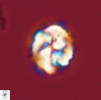 Asinithistimorfi aubryae 57699