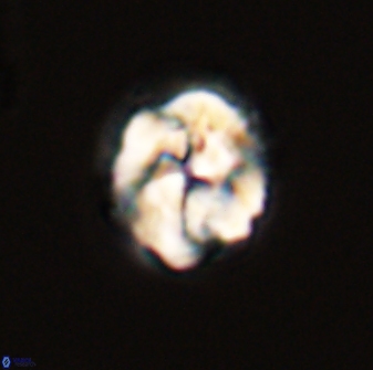 Asinithistimorfi aubryae 57700