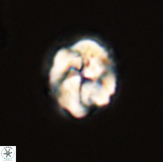 Asinithistimorfi aubryae 57700