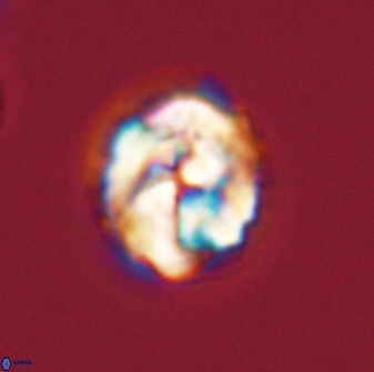 Asinithistimorfi aubryae 57701