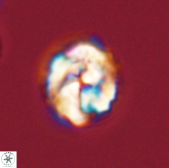 Asinithistimorfi aubryae 57701