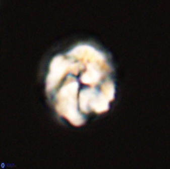 Asinithistimorfi aubryae 57702
