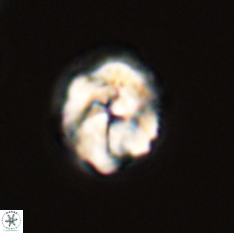 Asinithistimorfi aubryae 57702