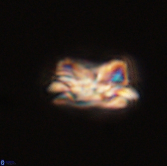 Asinithistimorfi aubryae 57703