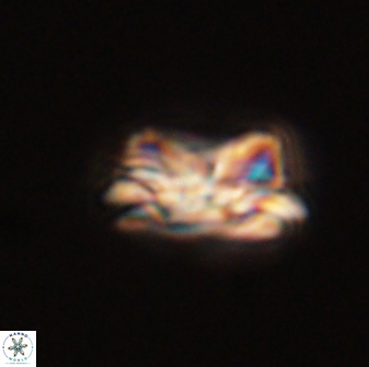 Asinithistimorfi aubryae 57703