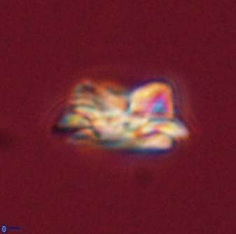 Asinithistimorfi aubryae 57704