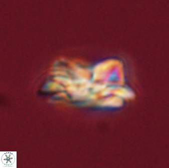 Asinithistimorfi aubryae 57704