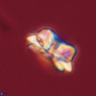 Asinithistimorfi aubryae 57705