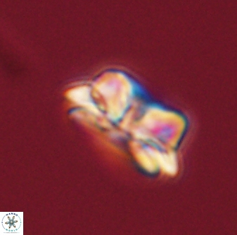 Asinithistimorfi aubryae 57705