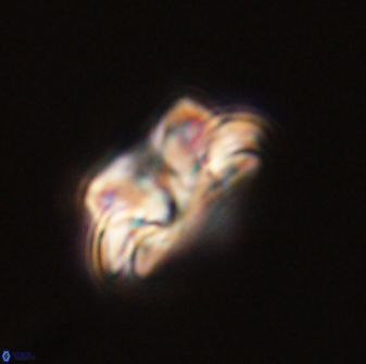 Asinithistimorfi aubryae 57707
