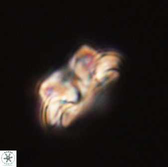 Asinithistimorfi aubryae 57707