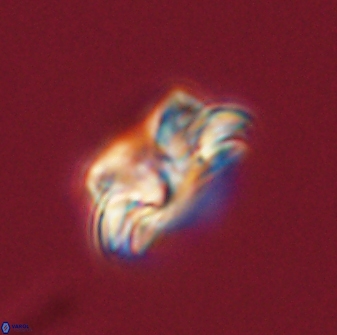 Asinithistimorfi aubryae 57708
