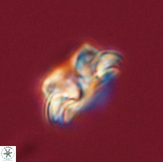 Asinithistimorfi aubryae 57708