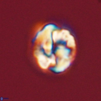 Asinithistimorfi aubryae 57709